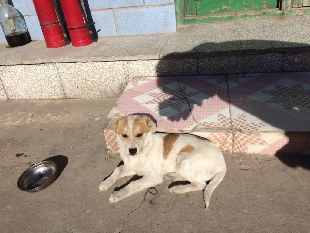 北京郊外の犬
