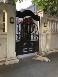天津で見かけた犬